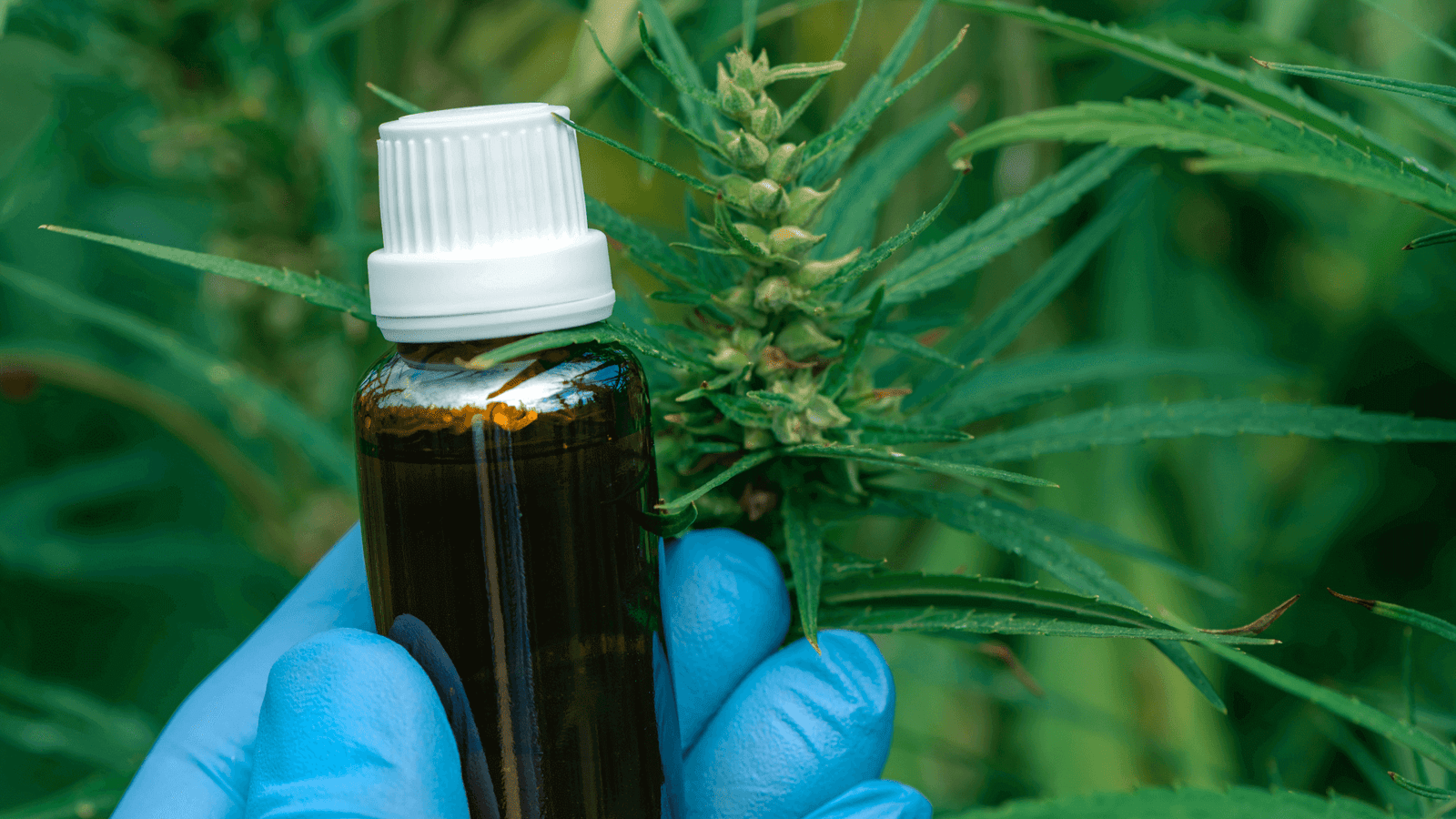 Gloved hand holding amber dropper bottle of CBD tincture beside a growing hemp plant outdoors