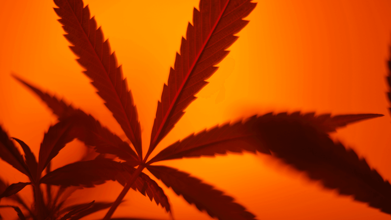 Backlit cannabis leaves silhouetted in deep orange and red dramatic studio lighting