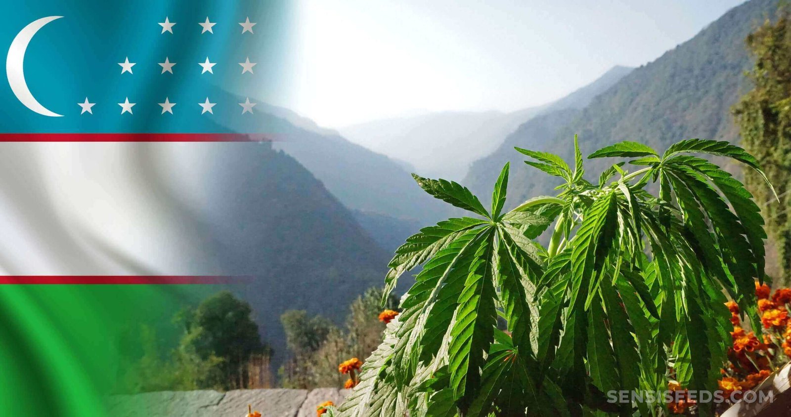 Cannabis legalization in Uzbekistan