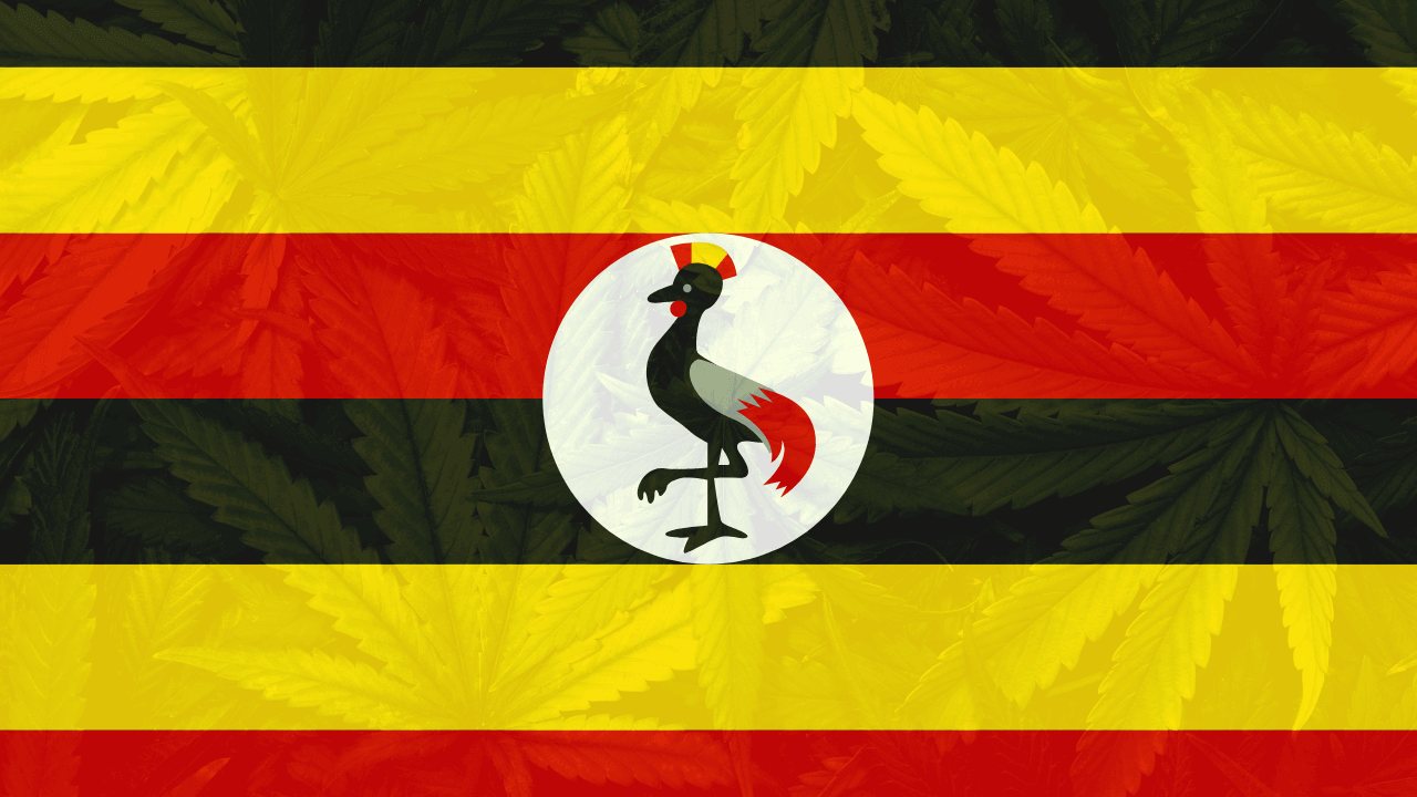 Cannabis legalization in Uganda