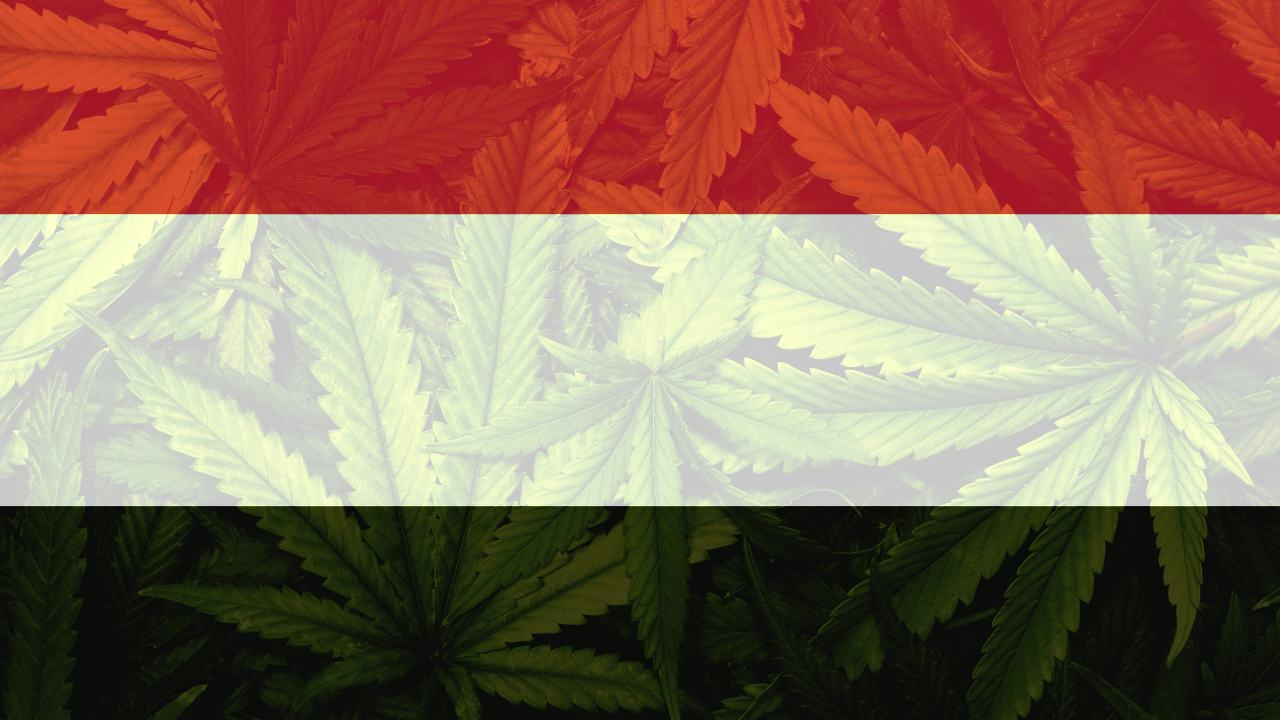 Cannabis legalization in Yemen