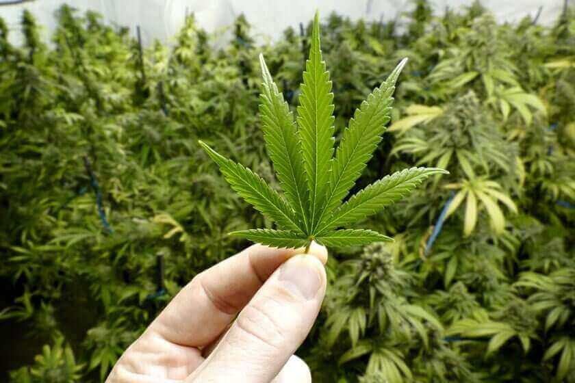 Hand holding a fresh single green cannabis fan leaf in front of dense indoor flowering plants