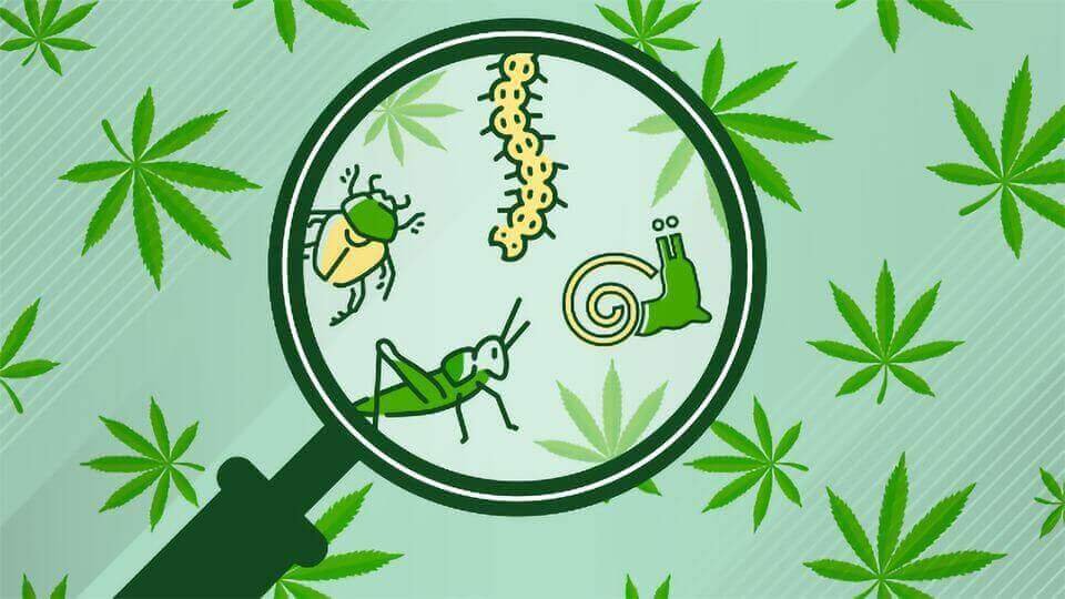 Cartoon magnifying glass revealing cannabis garden pests including a beetle, snail, caterpillar and grasshopper