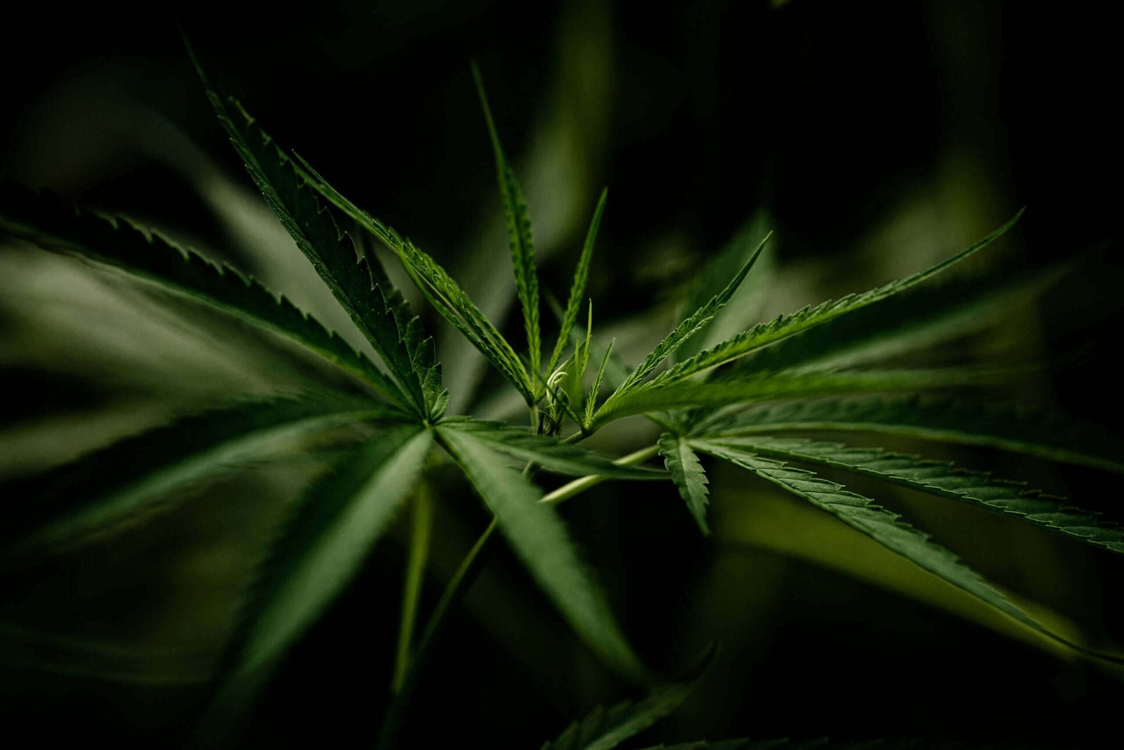 Japan cannabis laws