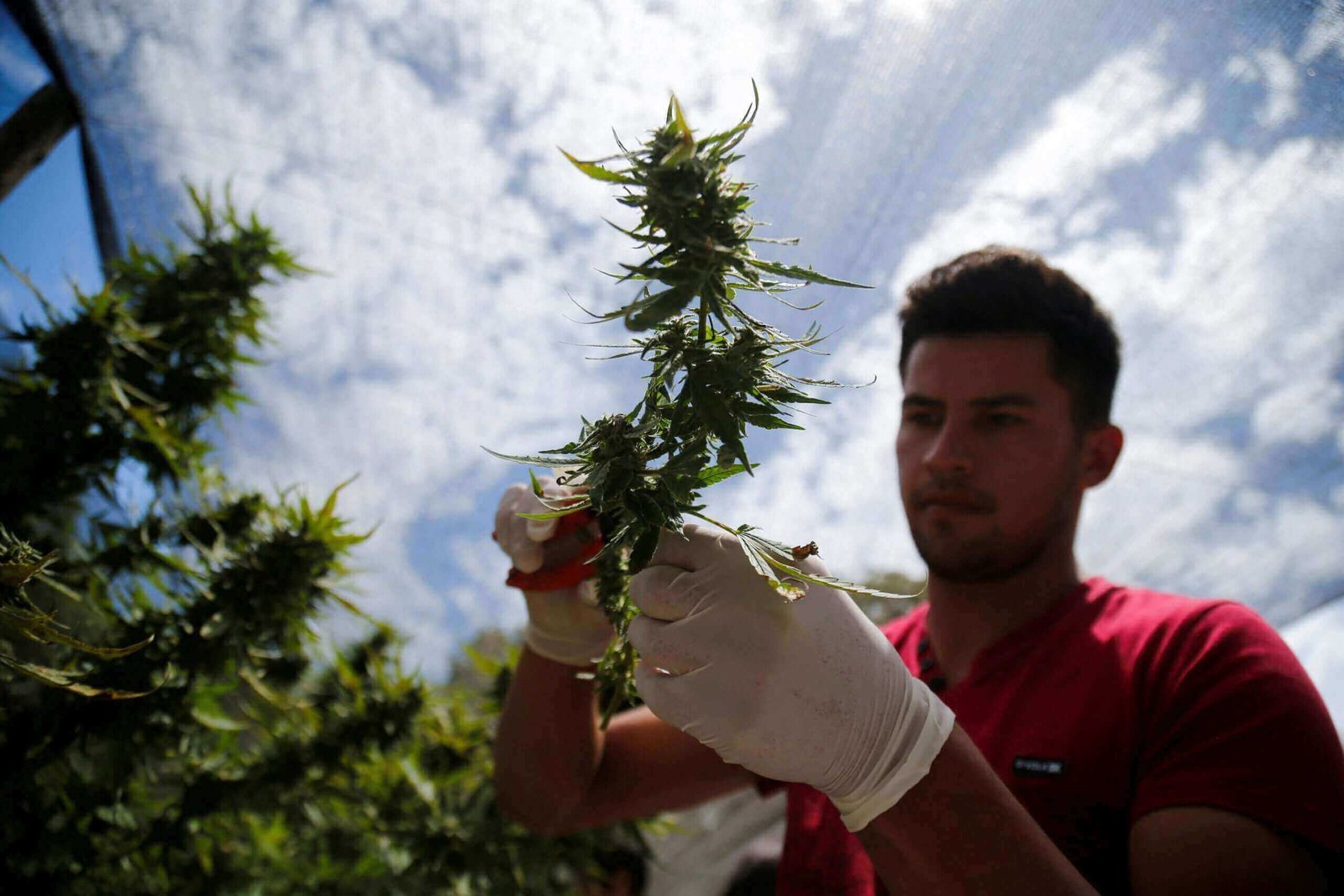 Worker in red shirt and white gloves trimming a cannabis branch under bright cloudy sky