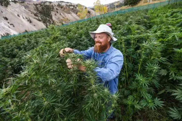 Colorado dispensary cultivation facility, indoor cannabis grow under LED lights