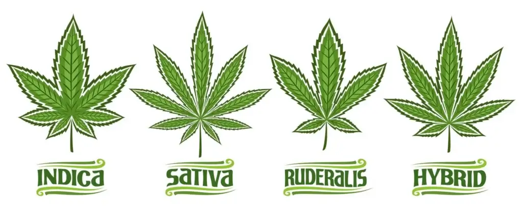 cannabis