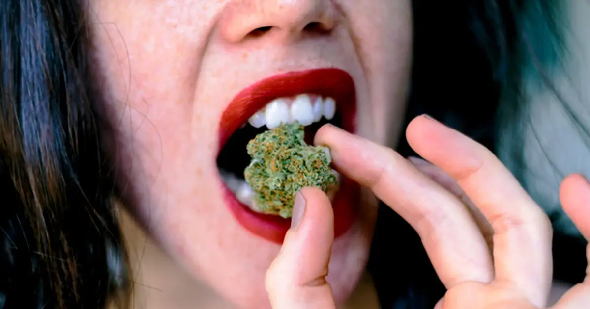 Closeup of woman with dark red lipstick biting a dried green cannabis flower bud