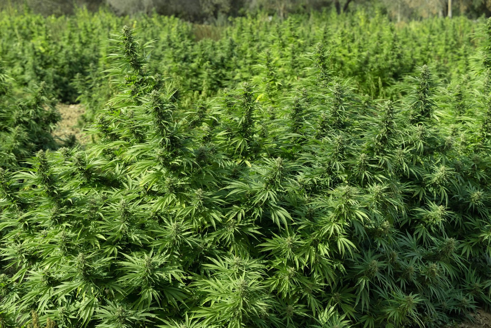 Blooming cannabis plants representing the global legalization atlas