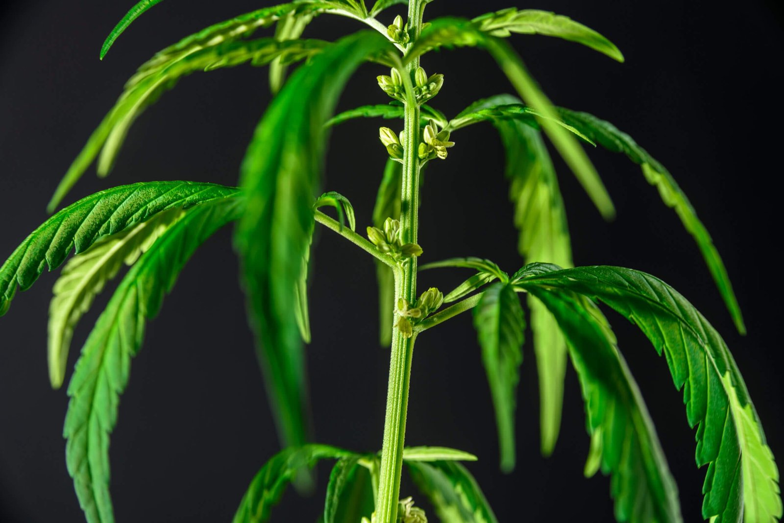 Cannabis bud close-up representing the Cannabis Dictionary