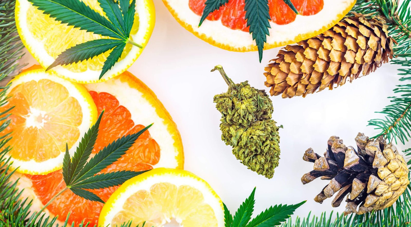 Cannabis terpenes concept with bud and lemon representing cannabis basics and education