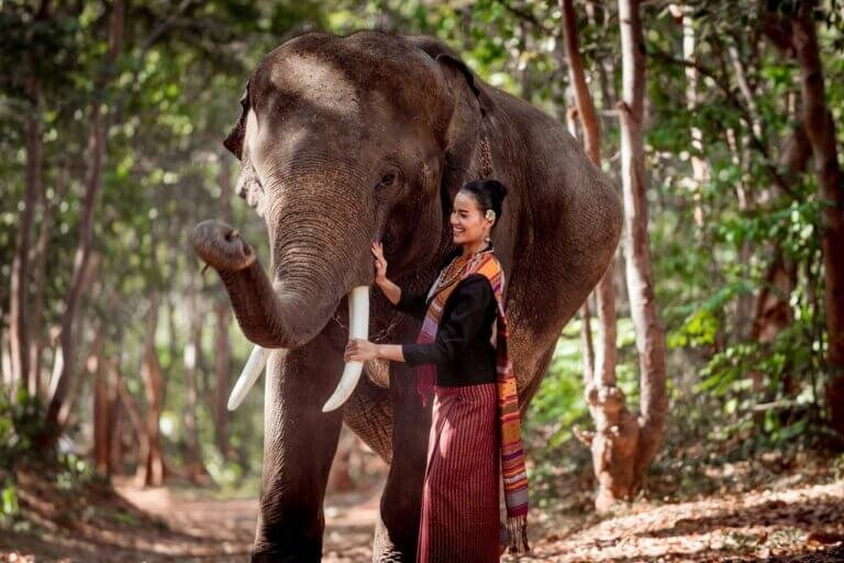 Elephant in Thailand representing Asian cannabis laws