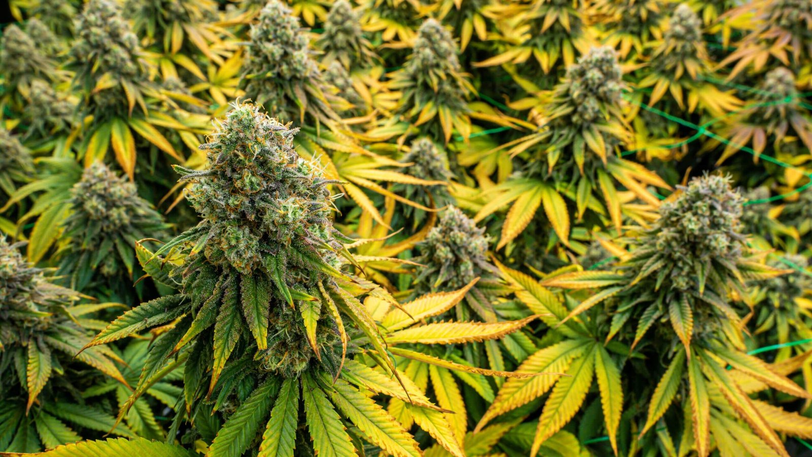 Dense indoor cannabis flowers with frosted purple-tipped buds and yellowing fan leaves at harvest