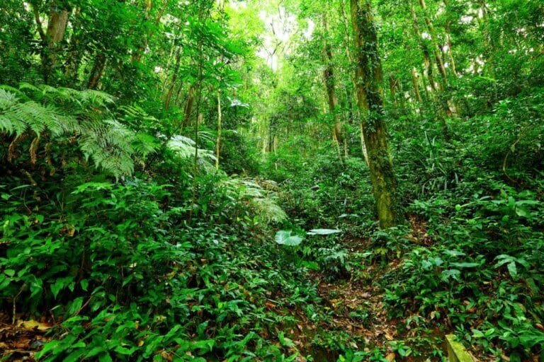 Tropical Caribbean landscape