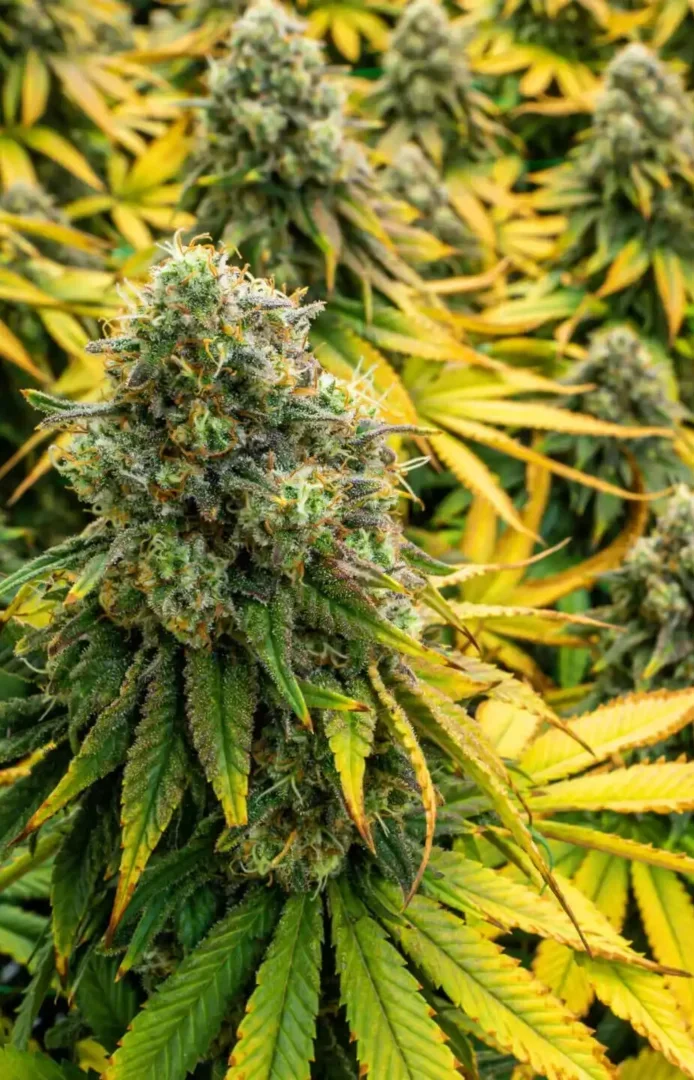 Close-up of mature cannabis flower covered in white trichomes representative of Sunday Goods sun-grown house jars
