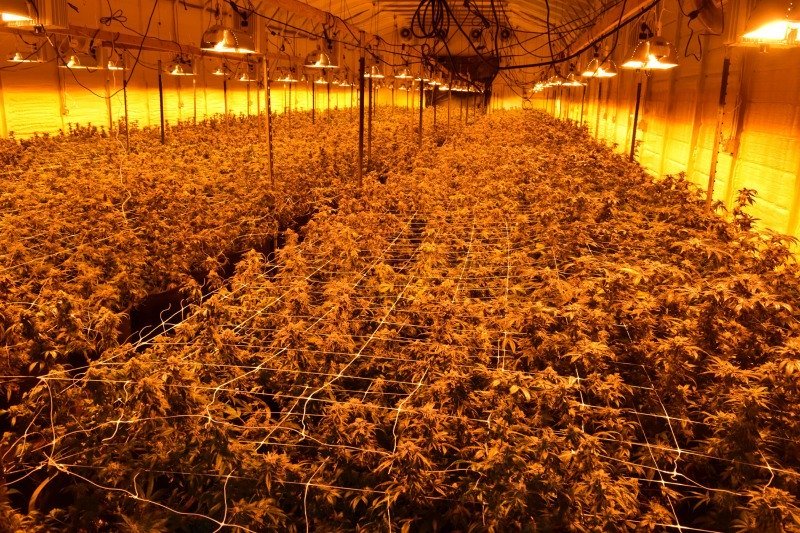Large indoor cannabis cultivation canopy under high pressure sodium lights resembling The Apothecarium California Salinas grow facility