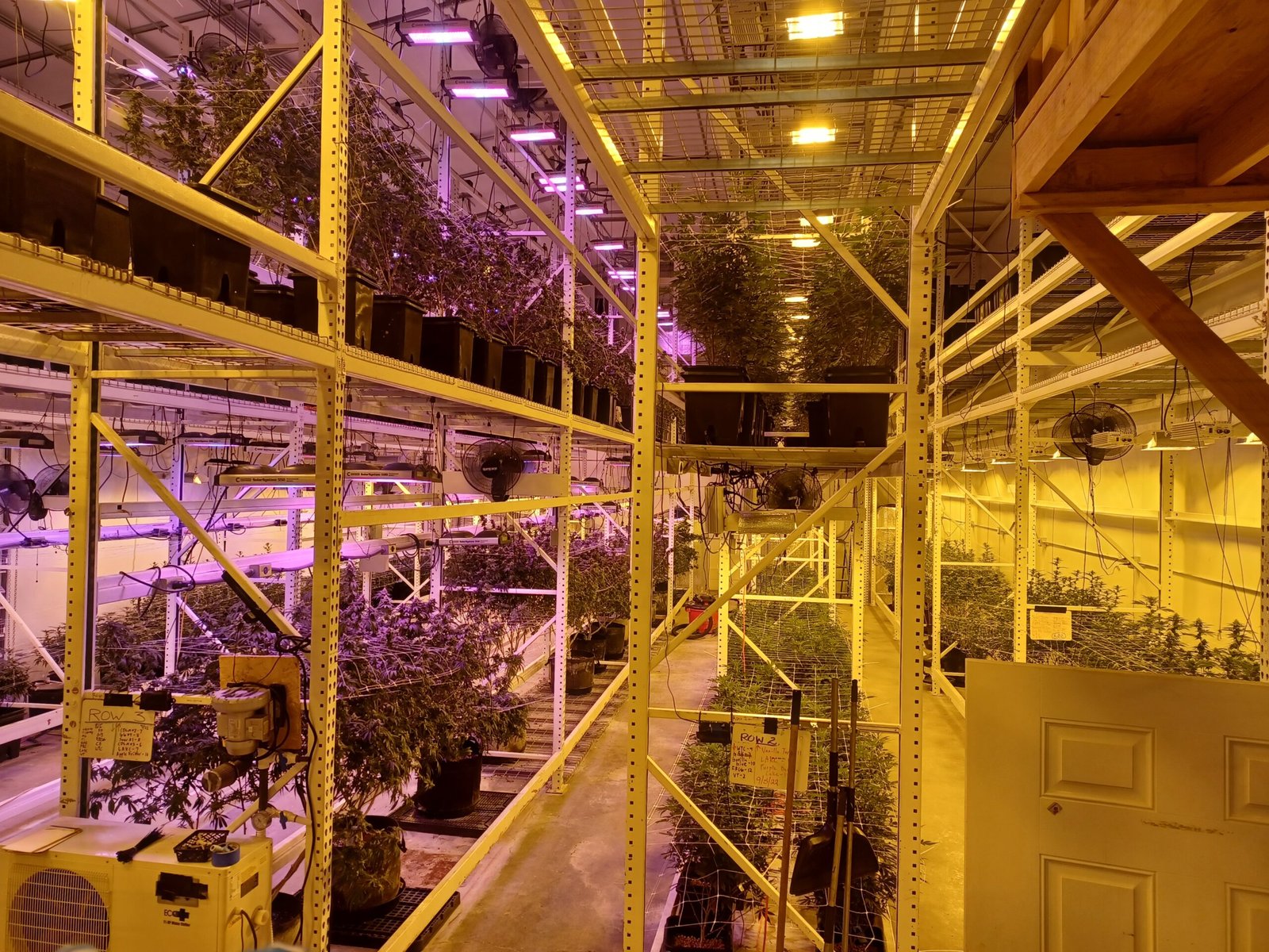Two-tier indoor cannabis cultivation room with rows of plants under metal halide grow lights, representative of the indoor cultivation environment Bedford Grow operates at its 80,000 square foot Bedford Park facility, the only female-founded independent cannabis cultivator in Illinois