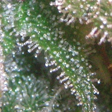 Extreme close-up of cannabis trichomes representative of Berkshire Roots small-batch craft cultivation from the Pittsfield facility