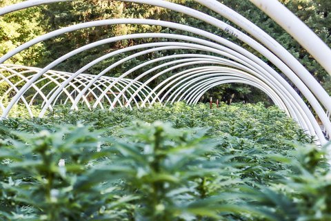 Cannabis plants growing under hoop-house arches in the Catskills, representative of Catskill Mountain Gold heritage sungrown cultivation in Sullivan County