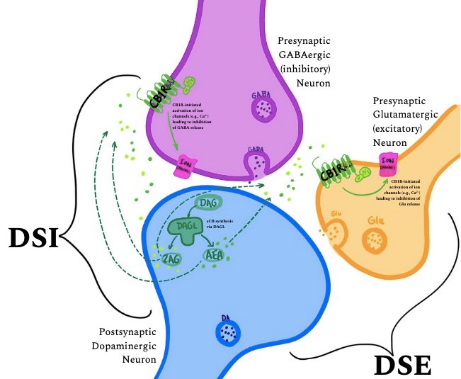 Diagram showing mechanism of action of endocannabinoid CB1 receptor ligands in the brain