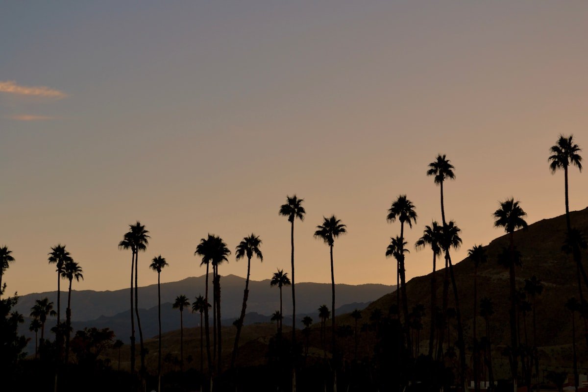 Indio desert palm silhouettes at dusk near the West Coast Cannabis Club Indio storefront on Highway 111