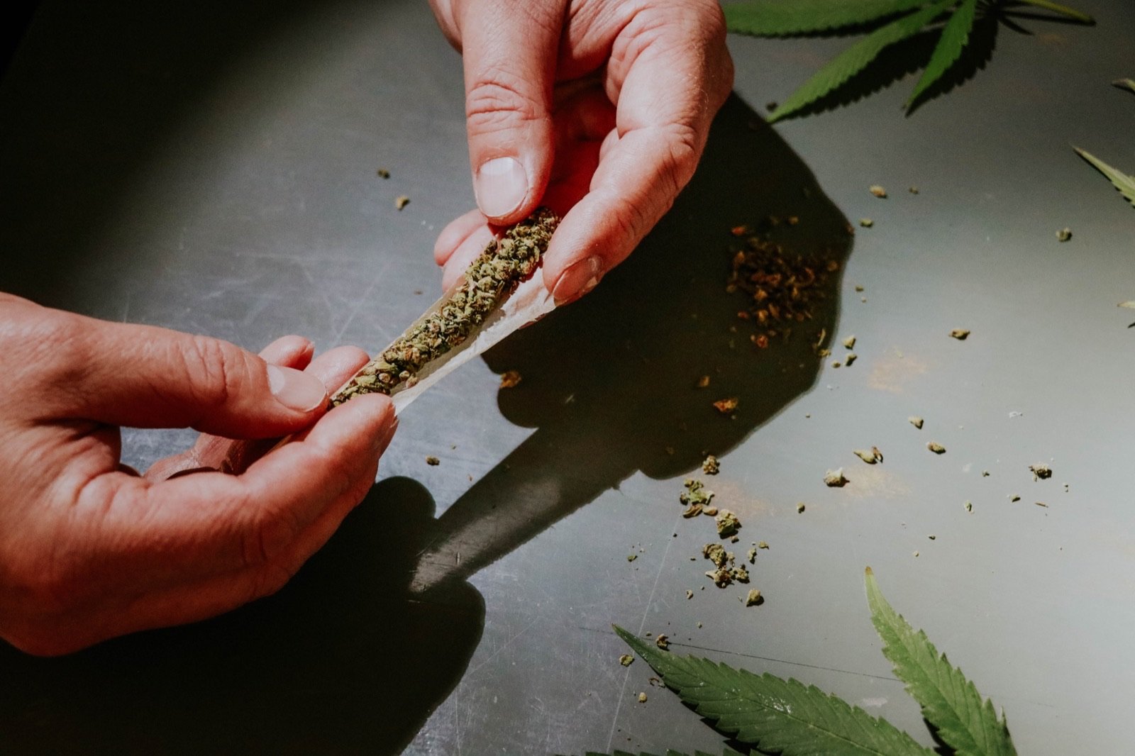 Hands rolling a cannabis joint with cannabis leaves in the foreground representative of the CommCan family-owned craft cultivation and pre-roll program from the Millis facility