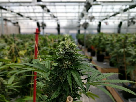 Cannabis flowering in a Hudson Valley style greenhouse, representative of Hepworth Farms sungrown cultivation