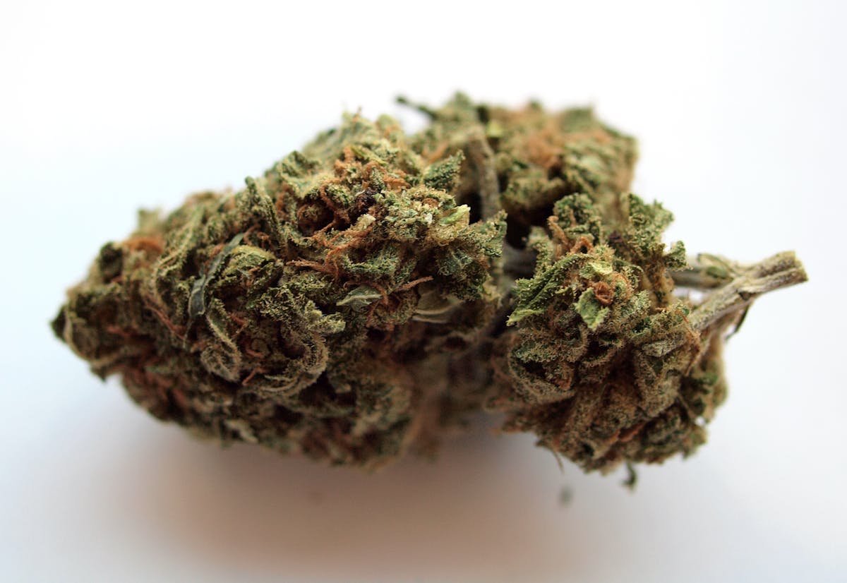 Premium cannabis flower bud on white background, representative of the Lightshade in-house Front Range cultivation that supplies its Denver and Aurora dispensaries