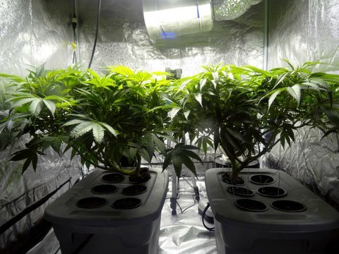 Cannabis plants under indoor cultivation lights in a sealed grow tent, representative of MFNY indoor flower production on Long Island