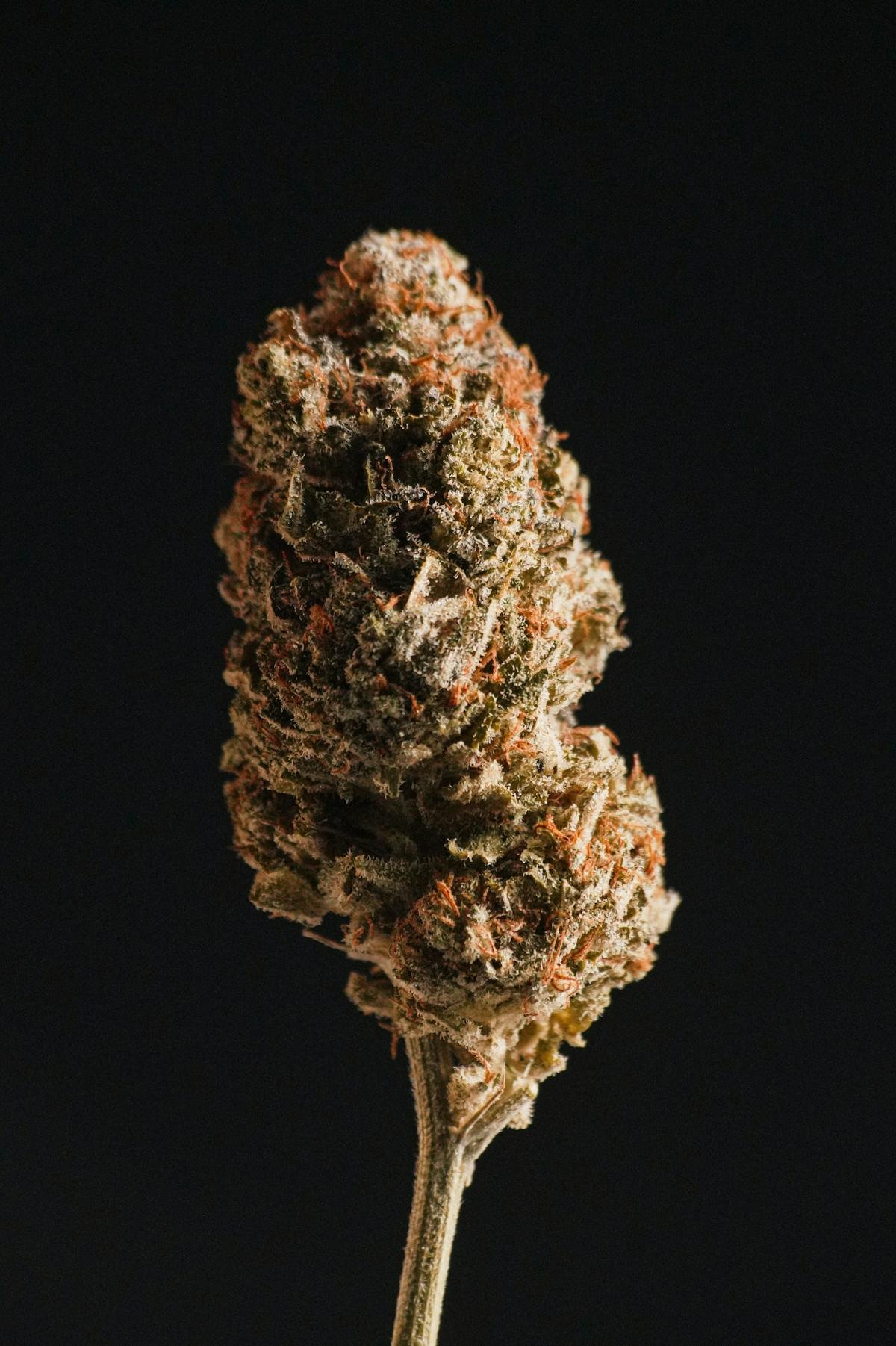 Cannabis flower bud against a dark background showing trichomes and orange pistils, representative of the in-house cultivation that anchors Native Roots vertical operation across Colorado