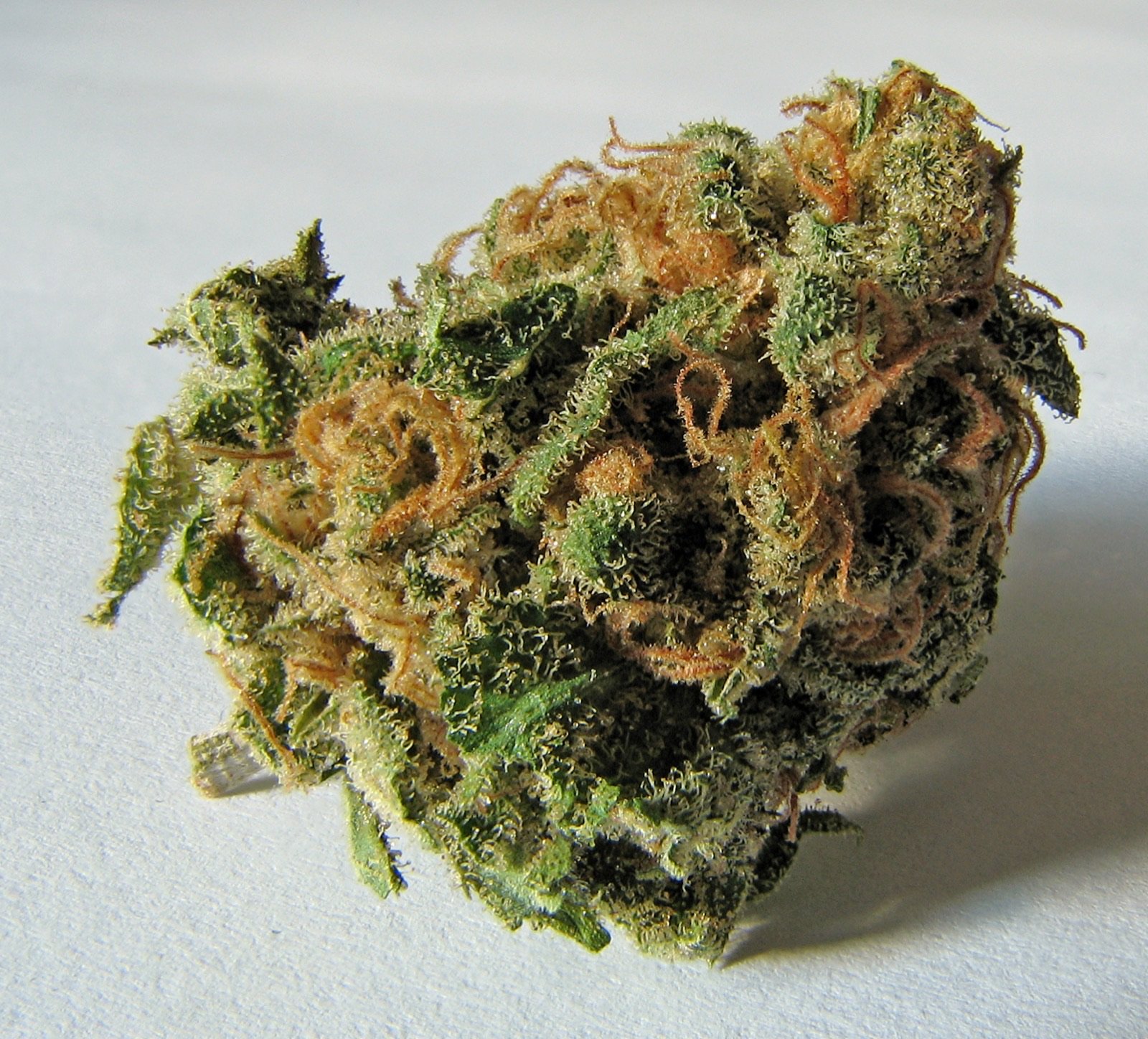 Macro close-up of a cannabis flower bud representative of NETA flower production at the Northampton cultivation facility