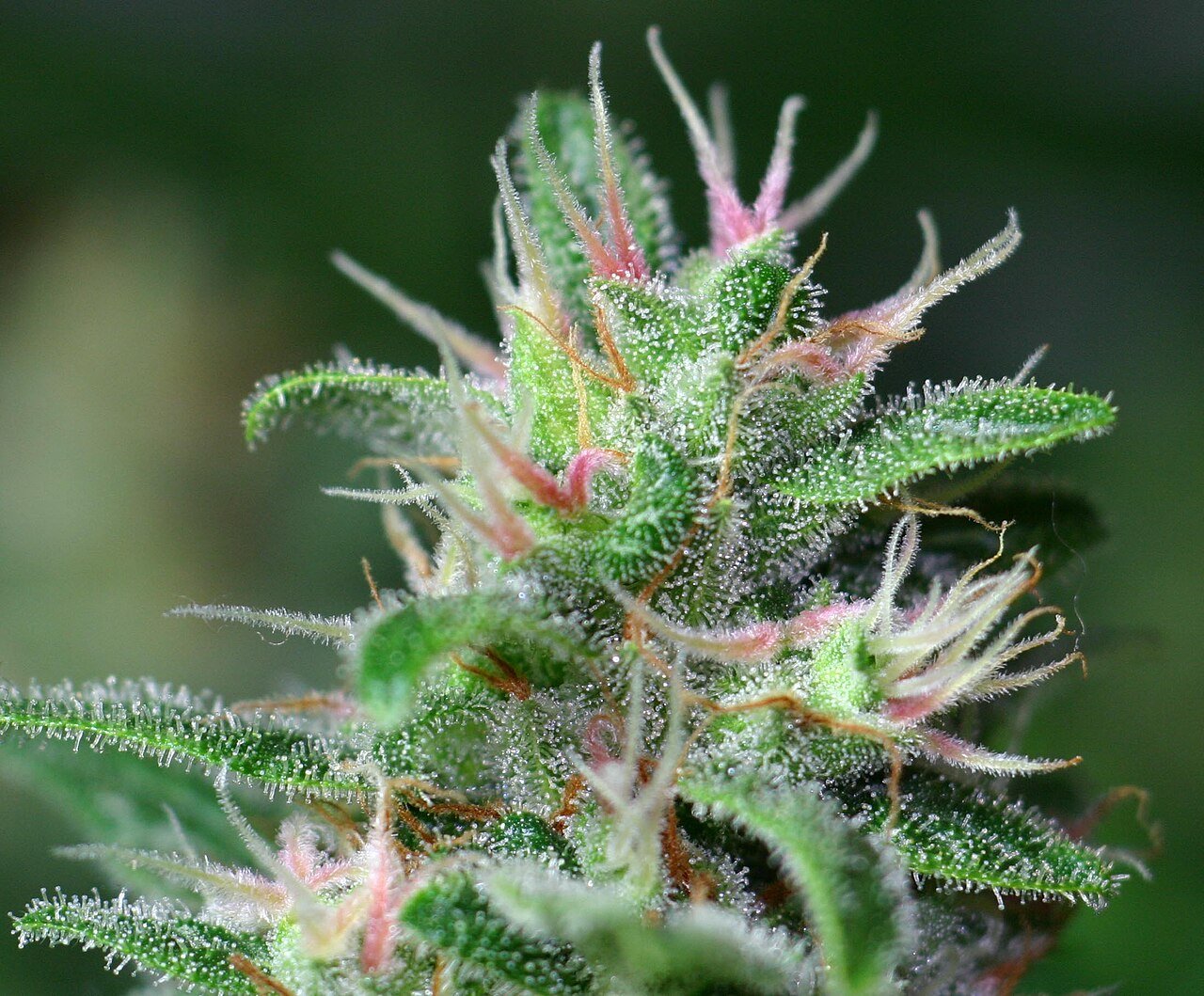 Oregrown cannabis brand flower from Bend Oregon high-desert farm