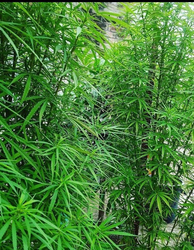 Pruf Cultivar Oregon organic indoor cannabis flower