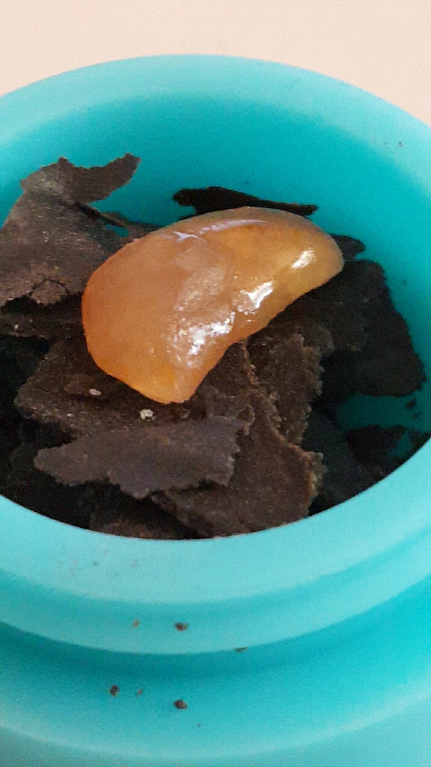 Cannabis BHO concentrate and ice hash inside a teal silicone container representative of the Sanctuary Medicinals concentrate program from the Gardner processing facility