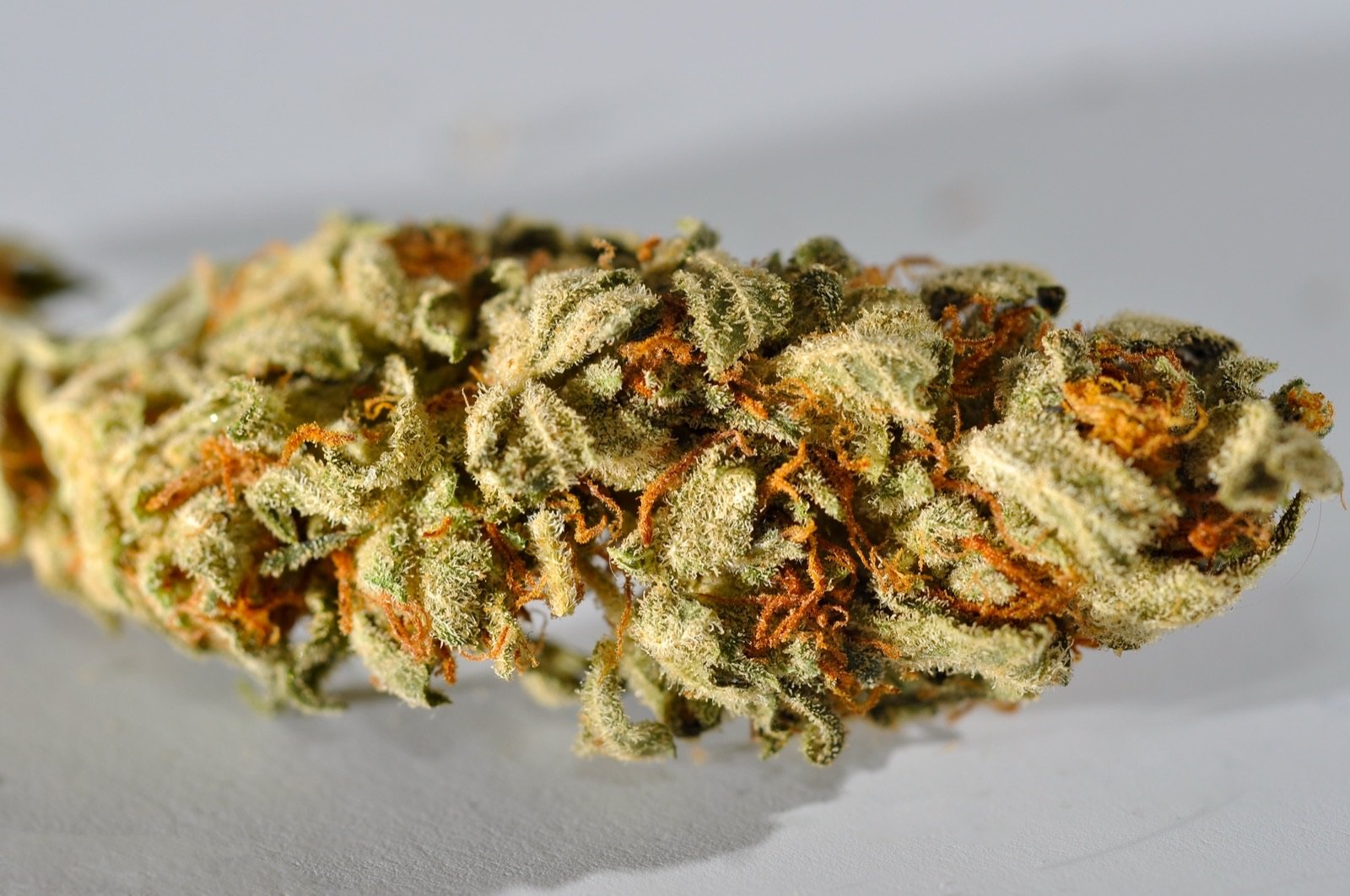 Macro photo of cannabis flower bud with bright orange pistils representative of Theory Wellness craft indoor cultivation in Bridgewater, Massachusetts