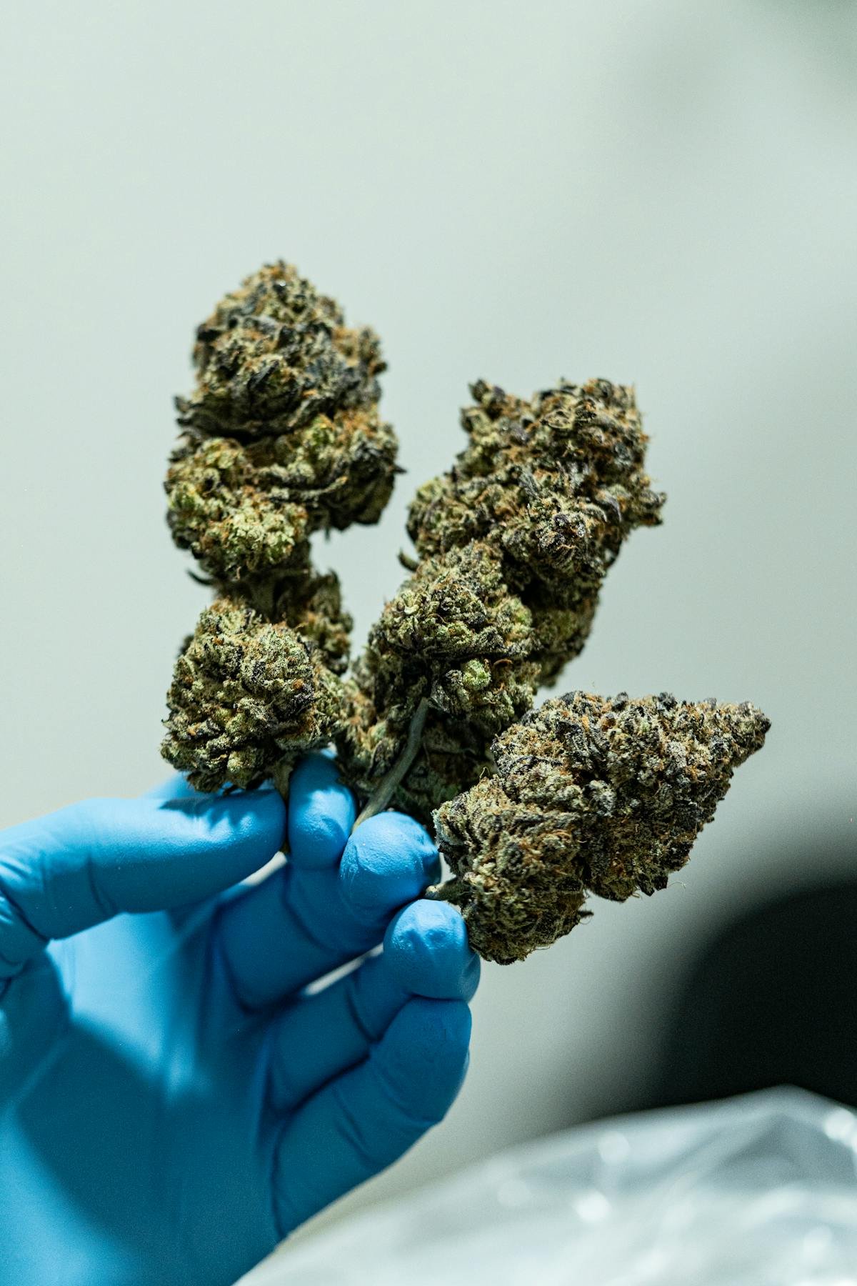 Premium cannabis flower buds held by a gloved cultivator hand, representative of the small batch indoor cultivation Veritas Fine Cannabis pioneered when it earned the first wholesale only Colorado grow license in 2014