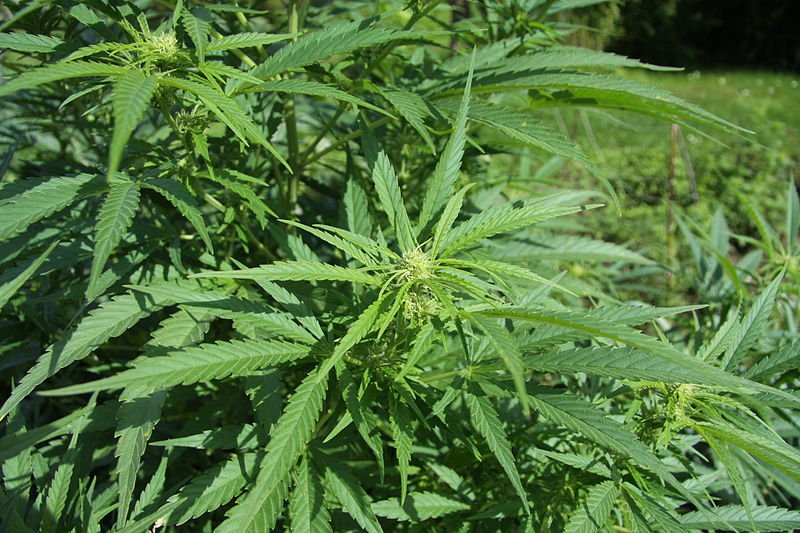 A young Cannabis sativa plant with the long thin serrated leaves characteristic of sativa-dominant hybrids like Pineapple Express