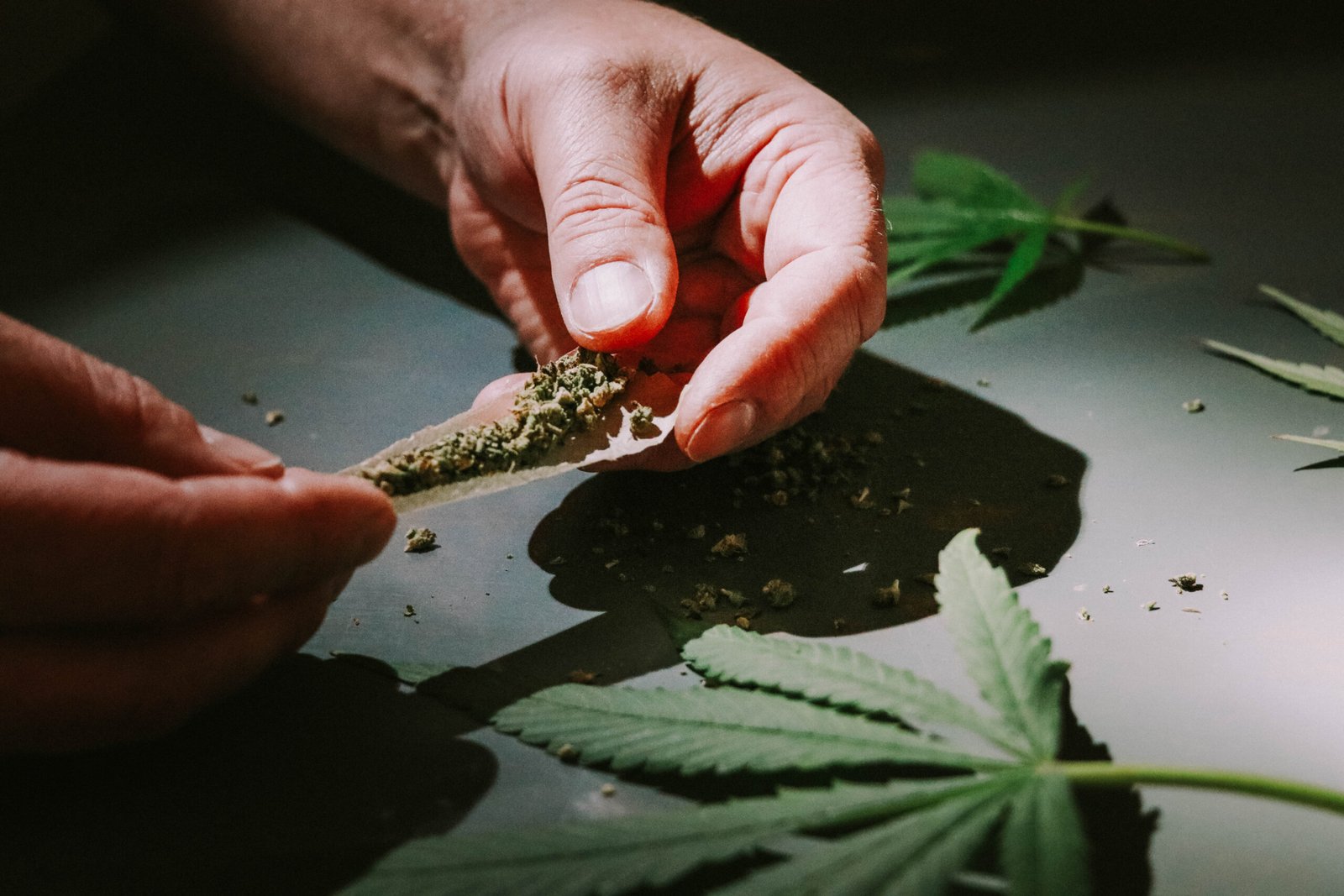 Hands rolling a joint with loose ground cannabis on dark surface beside fan leaves