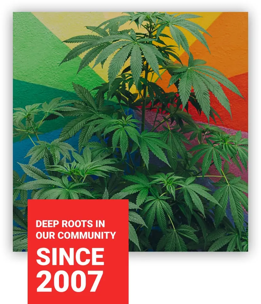 Cannabis plant against Rose Collective's rainbow community mural with the Deep Roots In Our Community Since 2007 graphic at 411 Rose Avenue, Venice