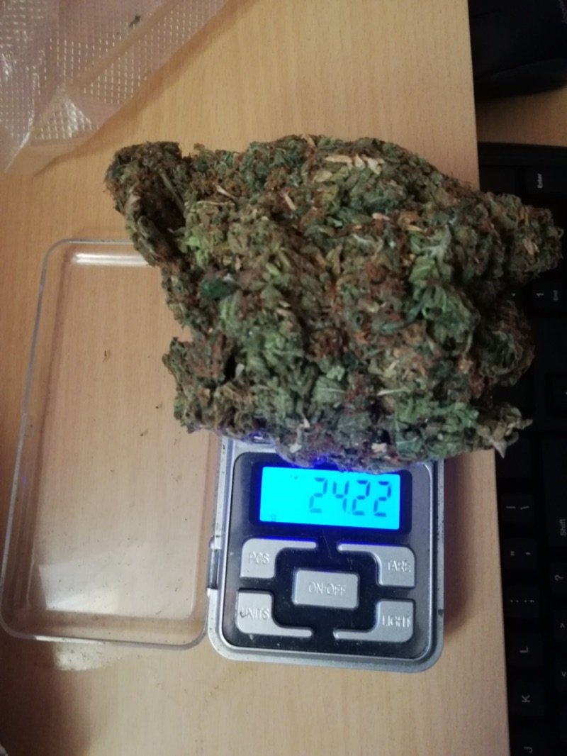 Cannabis buds on a digital pocket scale showing 24 grams, near the half-ounce to ounce range
