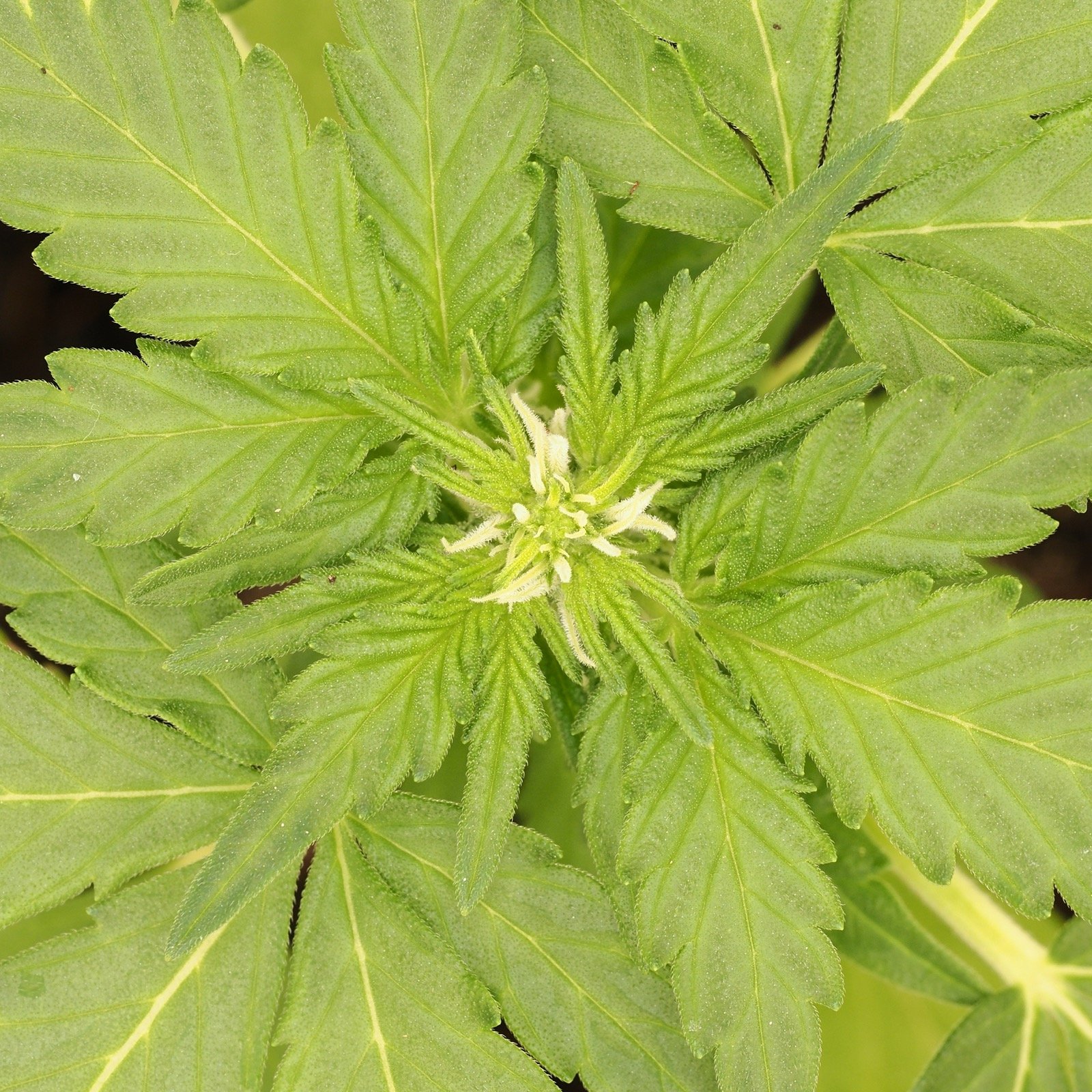 Cannabis plant viewed from above, green fan leaves
