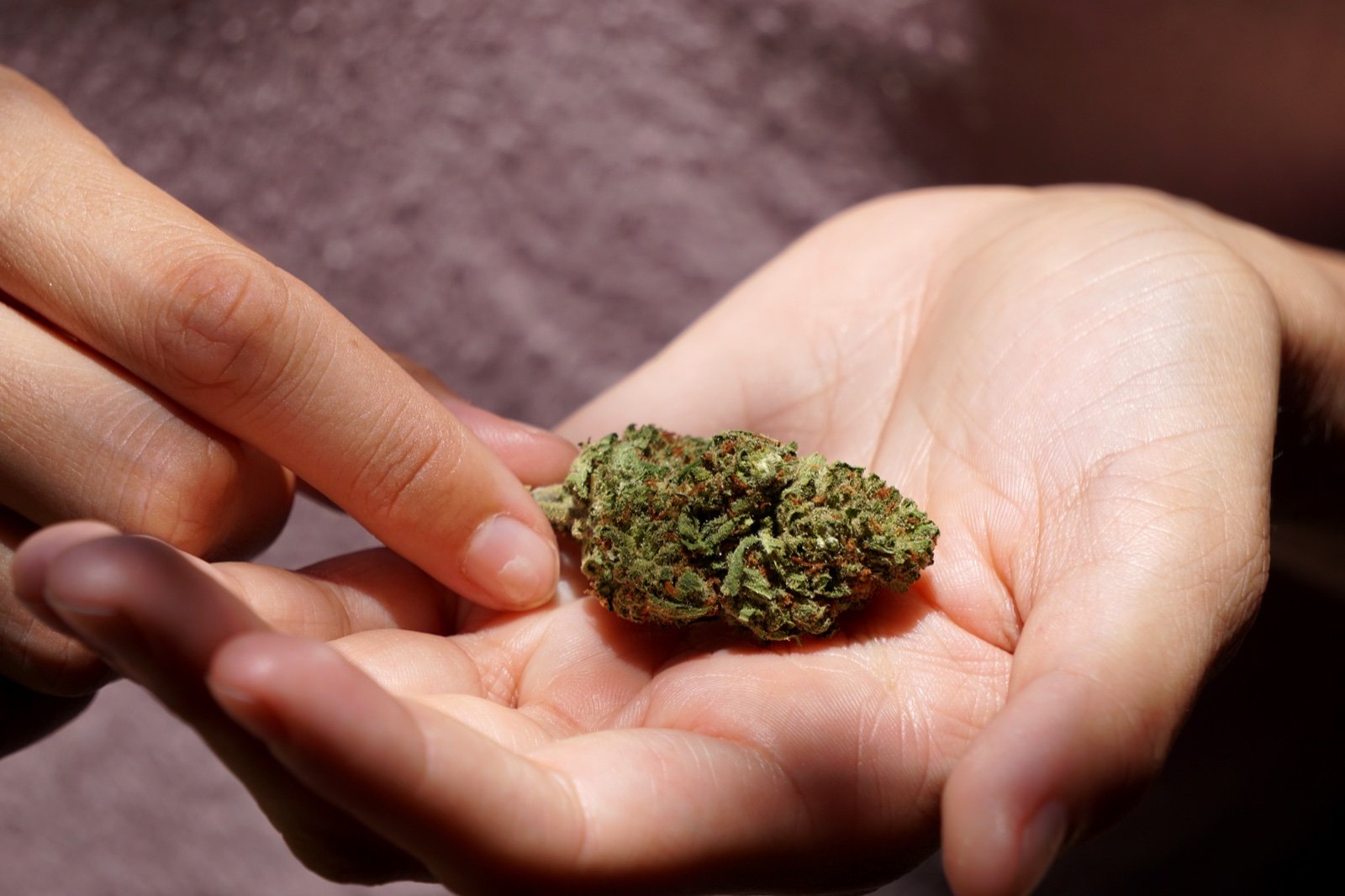 A hand holding a dense dried cannabis bud, the flower you break down by hand when you have no grinder