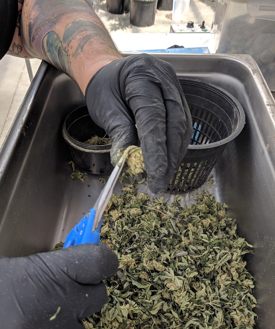 Gloved hands using trimming scissors to snip a cannabis bud into small pieces over a tray, the scissors method for breaking up flower without a grinder